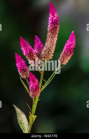 Celosia spicata auch als cockscomb Blume bekannt Stockfoto