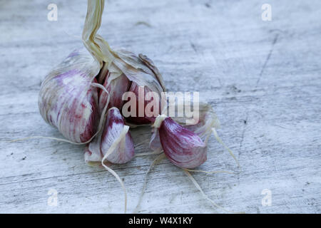 Frischer Knoblauch auf vintage Tabelle close up, Knoblauch, Zwiebel Knoblauchzehen in Houten, Stockfoto