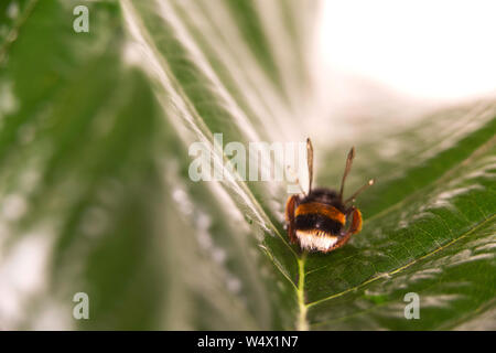 Natur alert Konzept: Nahaufnahme der eine Hummel (BOMBUS) tot in selektiven Fokus auf einem grünen Blatt Stockfoto