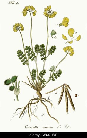 Coronilla minima - Deutschlands Flora in Abbildungen nach der Natur - Vol.12-t. 62. Stockfoto