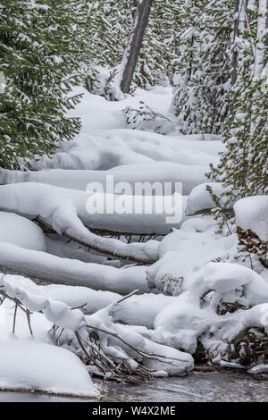 Typische Schnee Szene in der Yellowstone National Park im Winter Stockfoto