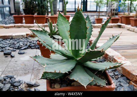 Aloe Kakteen einen großen, grünen Topfpflanzen in einem tropischen Garten. Pflanzen Hintergrund Stockfoto