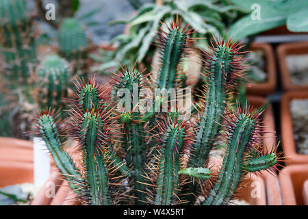 Verschiedene farbige Kakteen Pflanzen in einem Gewächshaus. Verschiedene Kakteen auf dem Regal im Store. Dekorative kleine Kakteen in kleinen Töpfen von verschiedenen Arten. Pflanzen Stockfoto