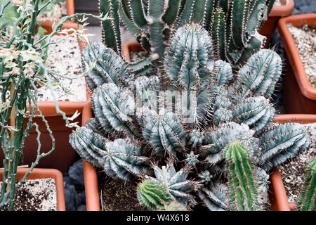 Verschiedene farbige Kakteen Pflanzen in einem Gewächshaus. Verschiedene Kakteen auf dem Regal im Store. Dekorative kleine Kakteen in kleinen Töpfen von verschiedenen Arten. Pflanzen Stockfoto