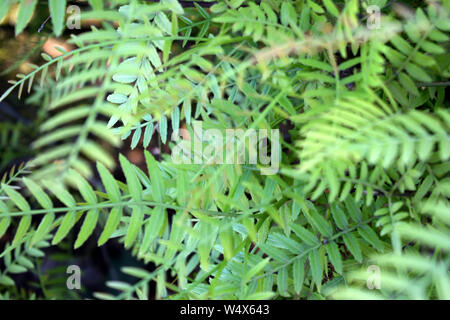 Nahaufnahme falscher Pfefferbaumblätter. Schinus molle. Kalifornischer Pfefferbaum. Peruanischer Pfefferbaum Textur und Hintergrund. Grüner Leaves Hintergrund Stockfoto