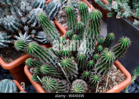 Verschiedene farbige Kakteen Pflanzen in einem Gewächshaus. Verschiedene Kakteen auf dem Regal im Store. Dekorative kleine Kakteen in kleinen Töpfen von verschiedenen Arten. Pflanzen Stockfoto