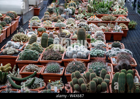 Verschiedene farbige Kakteen Pflanzen in einem Gewächshaus. Verschiedene Kakteen auf dem Regal im Store. Dekorative kleine Kakteen in kleinen Töpfen von verschiedenen Arten. Pflanzen Stockfoto