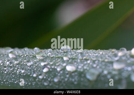 Wassertropfen auf einem grünen Blatt in einem Garten Stockfoto