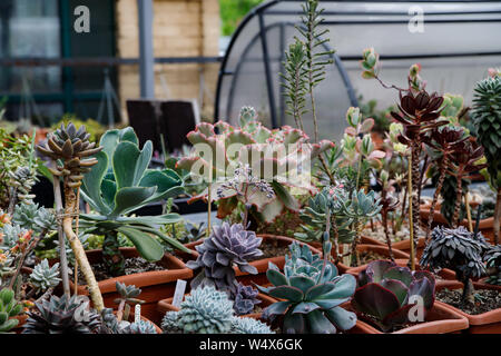 Verschiedene farbige Kakteen Pflanzen in einem Gewächshaus. Verschiedene Kakteen auf dem Regal im Store. Dekorative kleine Kakteen in kleinen Töpfen von verschiedenen Arten. Pflanzen Stockfoto