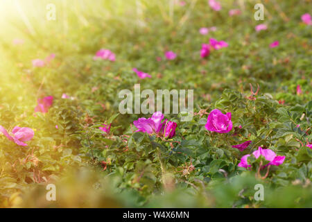 Wild Rose, ramanas Rose (Rosa rugosa Alba) blüht und füllt die Luft mit Duft den ganzen Sommer lang Stockfoto