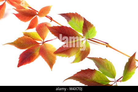 Multicolor Herbst Zweig der Trauben Blätter (Parthenocissus subtomentosa Laub). Auf weissem Hintergrund. Nahaufnahme. Stockfoto