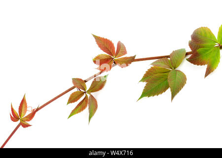 Grün Zweig der Trauben Blätter, parthenocissus subtomentosa Laub. Auf weissem Hintergrund. Nahaufnahme. Stockfoto