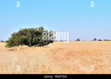 Die Zeit der Ernte von Weizen mit einem baum landschaft Feld mit Heuhaufen, Jahreszeit der Ernte, Bauernhof, organisch angebaut, Beauty Stockfoto