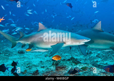 Bullenhaie (Carcharhinus leucas) angezogen im Wasser zu Chum. Stockfoto