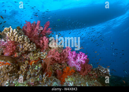 Farbenfrohe Korallenriff mit Halo von tropischen Fischen mit Silhouette von Scuba Diver schwimmen in Richtung Tauchboot auf der Oberfläche. Beqa Lagoon, Fidschi Stockfoto