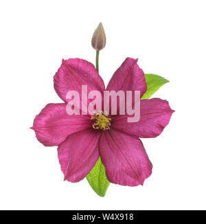 Violett Clematis Blume isolieren auf Weiß Stockfoto