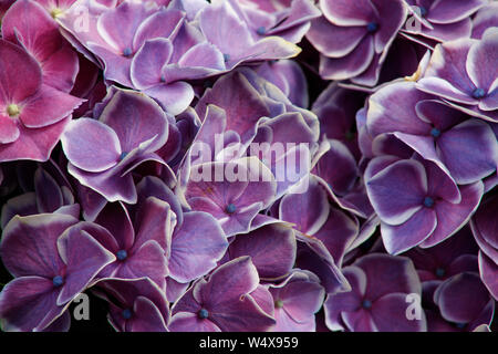 Schönen blühenden Hortensien Büschen mit schönen bunten Blumen. Lila, rosa, grün und blau Hortensie Hydrangea macrophylla blühende Blume Stockfoto