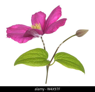 Stadt Lyon Clematis Pink auf Weiß Stockfoto