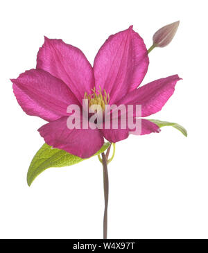 Stadt Lyon Clematis Pink auf Weiß Stockfoto