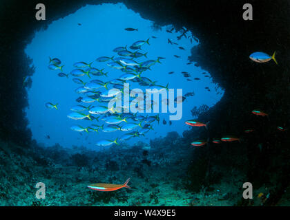 Schule des Yellowtail Füsiliere (Caesio cuning) Fütterung auf schwere Planktonblüte. Beqa Lagoon, Fidschi Stockfoto