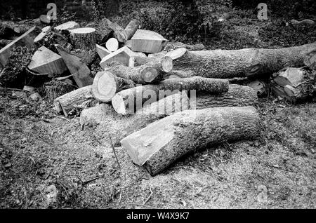 Eiche für Brennholz geerntet. Medstead, Alton, Hampshire, Vereinigtes Königreich. Stockfoto