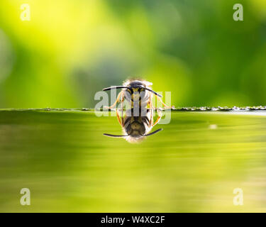 Killearn, Stirlingshire, Schottland, UK. 25. Juli, 2019. UK Wetter - eine Wespe bei einem kühlen Getränk von ein Vogelbad in einem stirlingshire Garten als Temperaturen bis 28 rose C. Anderswo in Schottland Edinburgh registriert eine Temperatur von 31 C, Scotlands heißesten Tag des Jahres Credit: Kay Roxby/Alamy leben Nachrichten Stockfoto