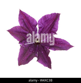 Single purple Clematis Blume isolieren auf Weiß Stockfoto