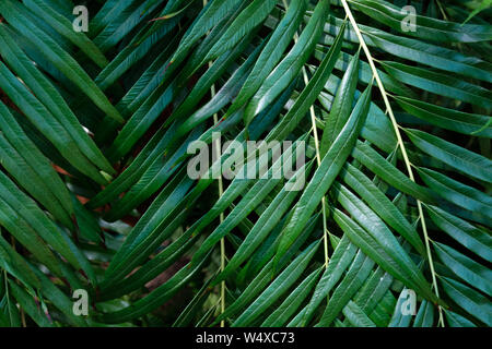 Farn, tropische Blätter, saftige grüne Blätter, Blätter für Hintergrund, exotischen natürlichen Hintergrund mit Pflanzen, Farn Blatt Textur Stockfoto