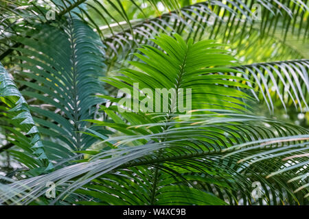 Grüne Blätter von cycas Revoluta, Textur und Hintergrund Stockfoto