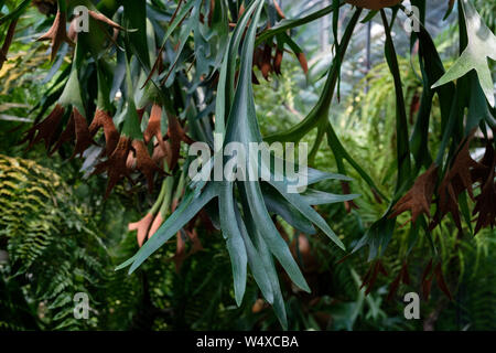 Staghorn Farn oder Elkorn Farne, Pfirsich Bifurcatum Blätter Nahaufnahme, tropischen Pflanzen Stockfoto