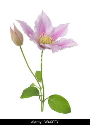 Single purple Clematis Blumen- und Bud isolieren auf Weiß Stockfoto