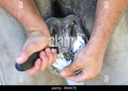 Unbekannte Hufschmied arbeiten an den Hufen eines jungen Sattel Pferd auf die Farm der Tiere im ländlichen Animal Farm Stockfoto