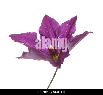 Single purple Clematis Blume isolieren auf Weiß Stockfoto