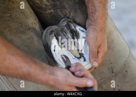 Unbekannte Hufschmied arbeiten an den Hufen eines jungen Sattel Pferd auf die Farm der Tiere im ländlichen Animal Farm Stockfoto