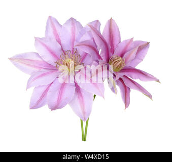 Clematis Pink Flower isolieren auf Weiß Stockfoto