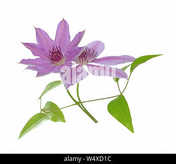 Purple clematis Blumen auf weißem isolieren Stockfoto