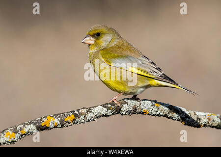 Vogel - grünfink (Chloris Chloris) ist ein kleiner Singvogel aus der Familie Fringillidae und die Reihenfolge der Passeriformes. Stockfoto