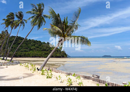 Palmen wachsen mit Loh Ba Kao Bay auf Koh Phi Phi Island, Thailand Stockfoto