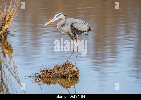 Eine ausgereifte Blue Heron, stehend auf einem Büschel der Vegetation im Wasser auf der Suche nach Fisch am Feuchtgebiet mitten im Winter Stockfoto