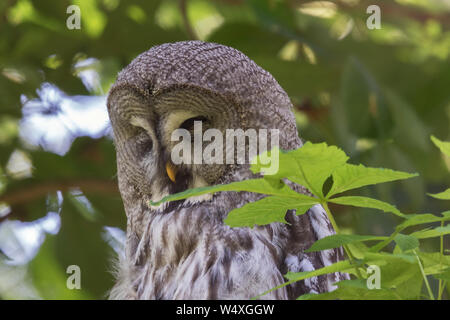 Kopf schoss eine große graue Eule schlafen in einem Baum. Selektiver Fokus auf das Tier. Stockfoto