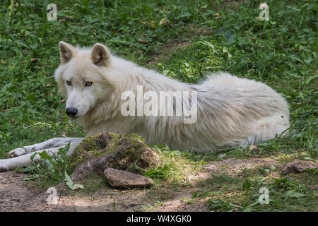 Arctic Wolf ruht auf dem Waldboden aufmerksam um suchen Stockfoto