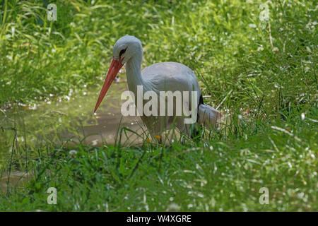 Stork wandern durch das Gras in den Ardennen Stockfoto