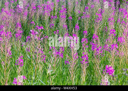 Rosa Blüten von Fireweed in voller Blüte Nahaufnahme im Sommer. Lateinischer Name Chamaenerion. Stockfoto