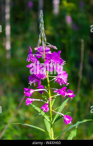 Rosa Blüten von Fireweed in voller Blüte Nahaufnahme im Sommer. Lateinischer Name Chamaenerion. Stockfoto