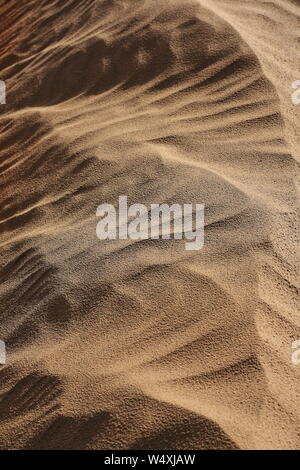 Frühmorgendliches Licht über bartschansichelförmige sich verschiebende Dünen. Taklamakan Desert-Xinjiang-China-0377 Stockfoto