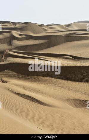 Frühmorgendliches Licht über bartschansichelförmige sich verschiebende Dünen. Taklamakan Desert-Xinjiang-China-0380 Stockfoto