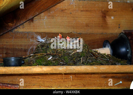 Pied bachstelzen haben ein Nest auf einem Regal mit einer Toilette/Waschbecken Kolben als Basis in einem Garten, die in der schottischen Grenze Region Halle - mit Küken gebaut Stockfoto