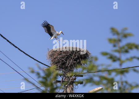 Stork Landung auf einem Nest sie auf einem Strommast in einem ländlichen Gebiet von Rumänien gemacht. Wilde Tiere zwischen Menschen. Stockfoto