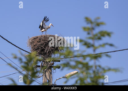 Stork Landung auf einem Nest sie auf einem Strommast in einem ländlichen Gebiet von Rumänien gemacht. Wilde Tiere zwischen Menschen. Stockfoto