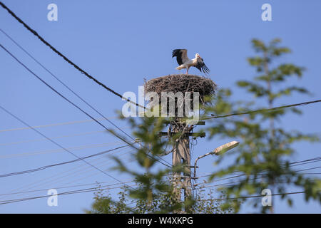 Stork Landung auf einem Nest sie auf einem Strommast in einem ländlichen Gebiet von Rumänien gemacht. Wilde Tiere zwischen Menschen. Stockfoto